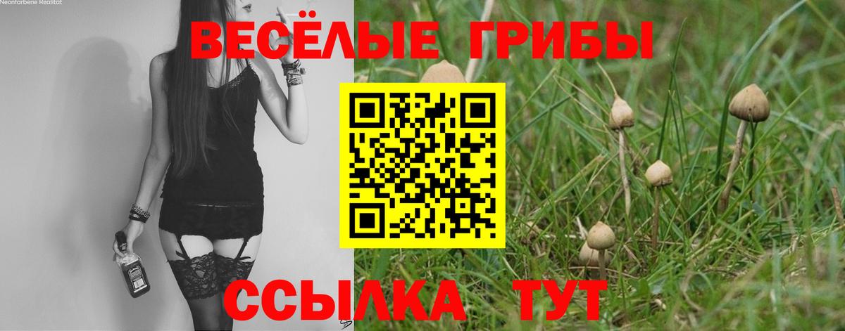 Псилоцибиновые грибы прущие грибы  где купить наркоту  Галлюциногенные грибы прущие грибы  Вязники  Вход с VPN 